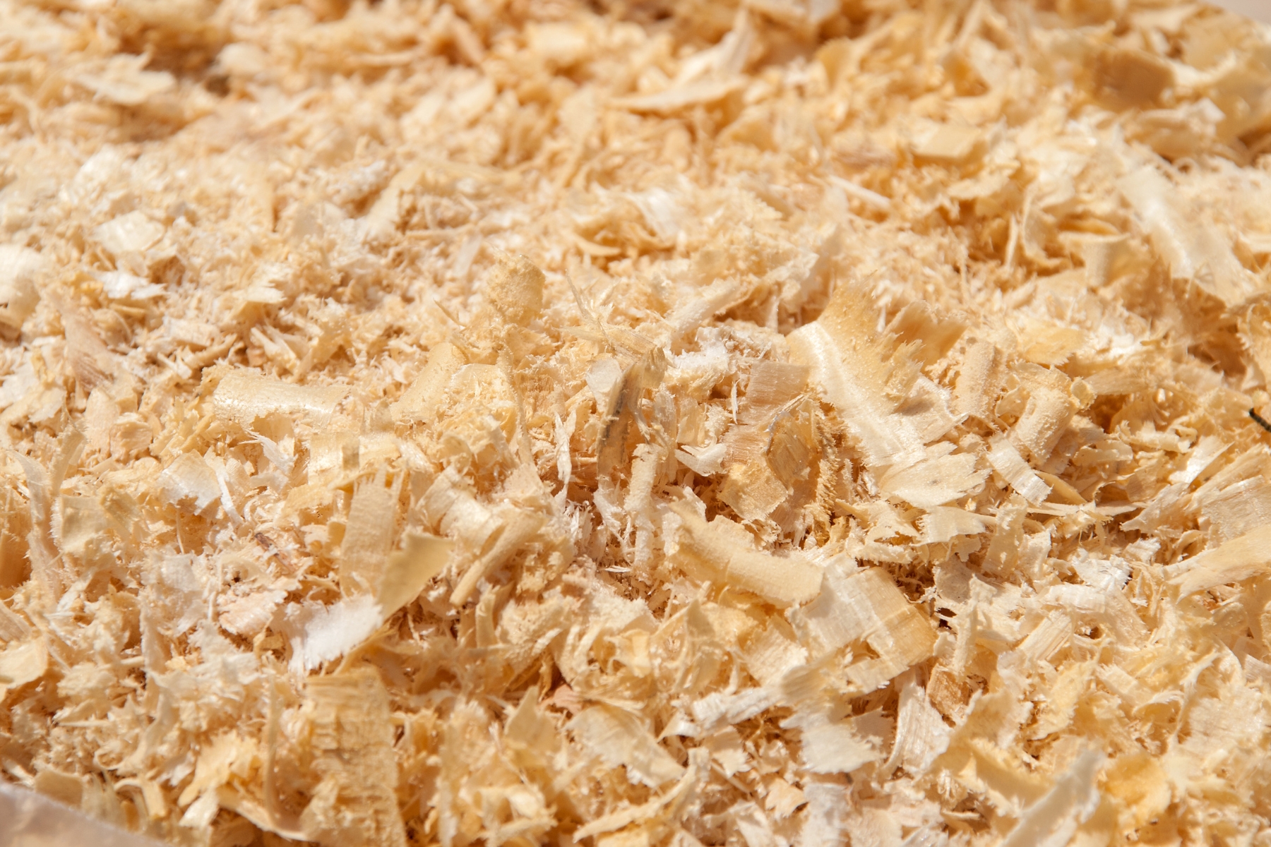 Sciures de bois